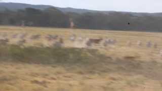 Zebras and Impalas stampeding at Lake Elementaita [upl. by Minne578]