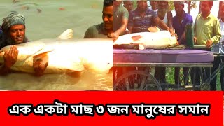 দৈত্যাকারের মাছ এক একটা মাছের ওজন ১৮০ কেজি  Big Size Pangas Fish in Bangladesh  New News bangla [upl. by Nomael623]