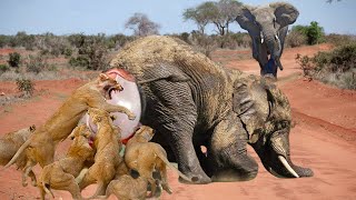 Bloodthirsty Lions Surround And Attack Elephant Giving Birth  Can The Baby Elephants Escape Death [upl. by Yrret862]