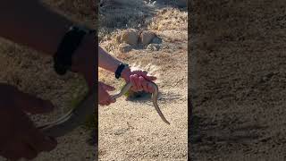 Two Desert Rosy Boas in one day [upl. by Ewell]