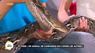 Python  un animal de compagnie pas comme les autres [upl. by Hashum]