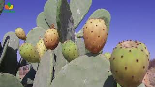 إنتاج الثمار في نبات الصبار الهندي الاملس  Cactus Pear Fruit Production Arabic version [upl. by Palladin]