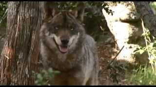 LOBO IBERICO COEXISTENCIA DEL LOBO Y EL MUNDO RURAL [upl. by Yenrab]