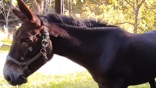 Mule sound braying  neighing  whinny  Audio [upl. by Paver]