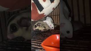 Sugar glider grey tapi anaknya leucistic atau putih [upl. by Ellehcirt575]