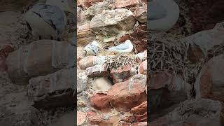 kittiwakes nesting [upl. by Rothschild]