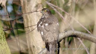 Predazione dello Sparviere Accipiter nisus su merlo [upl. by Leis]