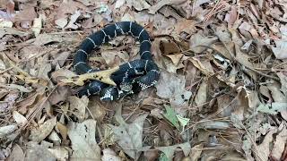 Kingsnake rattling tail [upl. by Adirf165]