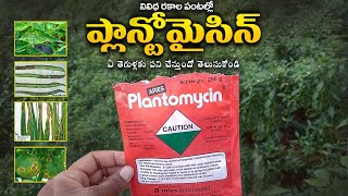 Plantomycin  Aries Agro Limited  Plantomycin Dose  Plantomycin Telugu  Plantomycin Use [upl. by Verbenia397]