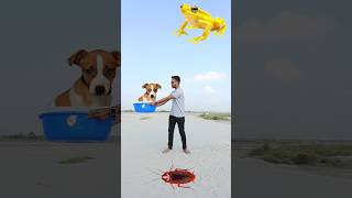 Eating cockroach parleg biscuit amp catching puppy cat rooster vs punching frog  funny vfx [upl. by Hunley]