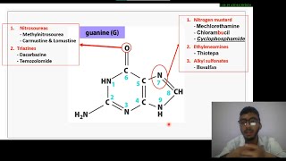 8 Medicinal Chemistry of Antineoplastic drugs  ALKYLATING AGENTS شرح بالعربي [upl. by Lorrad]