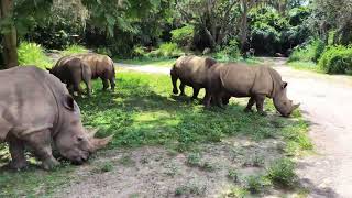 Kilimanjaro Safaris Animal Kingdom Park [upl. by Sihonn]