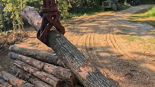 Log Yard Buck Sawing [upl. by Wieche108]