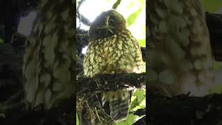 Cute New Zealand Owl the Morepork or Ruru birds nature birdsounds [upl. by Ellednek]