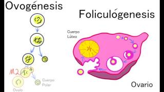 Ovogenesis y Foliculogenesis [upl. by Leanna47]