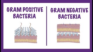 Gram Negative vs Gram Positive Bacteria  Gram Staining Mechanism [upl. by Iegres]