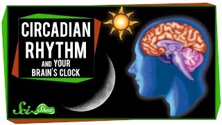 Circadian Rhythm and Your Brains Clock [upl. by Cirone735]