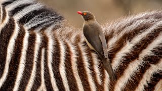 Natures Perfect Partnership Zebra and Oxpecker Bond [upl. by Tnecniv476]