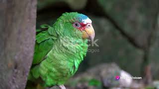 the majestic great billed parrot [upl. by Kristo]