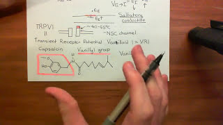 Physiology of Pain Sensation Part 7 [upl. by Yelsek]