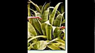 Billbergia Bromelie Zimmerhafer [upl. by Emerald]