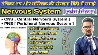 Nervous System in Hindi  CNS Central Nervous System  PNS Peripheral Nervous System  Brain Neuron [upl. by Gosney]