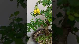 Bonsai de Gmelina y bella flor [upl. by Hosea652]