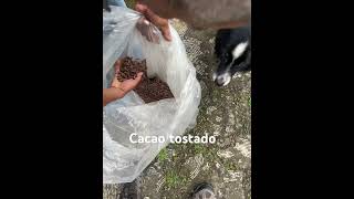 Cacao tostado elsalvador plantas campo agroboy cacao [upl. by Kcirted]