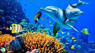 Relaxing Music to Relieve Stress Anxiety and Depression • Mind Body 🐬 Soothing Music [upl. by Balough923]