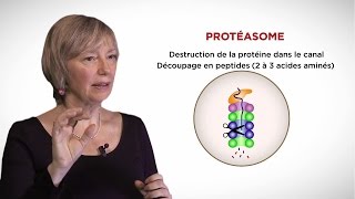 MOOC côté cours  Le protéasome [upl. by Eesac]