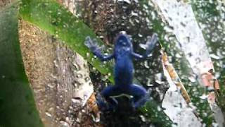 Ménagerie du Jardin des Plantes  Dendrobates tinctorius Repas  httpaqualouryfrgd [upl. by Robma]