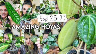 Top 25 MindBlowing HOYAS 🌱 Best Amazing Hoya Plants RARE  COMMON [upl. by Aihsal]