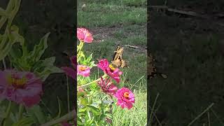 Zinnias are a Pollinator favorite in my gardens pollinatorgarden butterfly [upl. by Elyak]