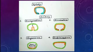 GastrulationMorphogenetic movementsEpibolyEmbolyInvaginationInvolutionIngressionDelamination [upl. by Ailahs]