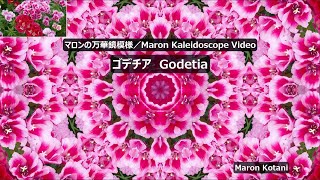 マロンの万華鏡模様／Maron Kaleidoscope Videoゴデチア Godetia [upl. by Nylirac368]