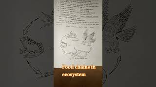 Food chain in ecosystem [upl. by Inaluiak]