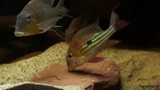 Geophagus winemilleri [upl. by Townie]