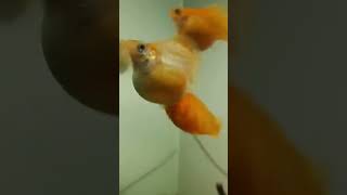 Molly Balloon GIVING BIRTH to 53 babies fish [upl. by Yelahc133]