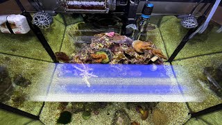 26 Gallon Bowfront Reef [upl. by Guillema933]