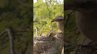 parent Woodbird feeding babies shorts [upl. by Retsel850]