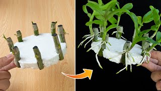 Revealing how to propagate orchids with water is easy anyone can do it [upl. by Herv583]