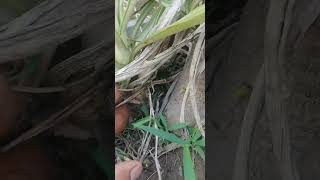 Yucca plant grow from cutting gardeing plants [upl. by Ennairb]