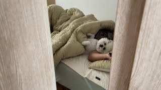 Bichon Frise Vlog  사랑스러운 애교만땅 호둥이 [upl. by Oiuqise46]