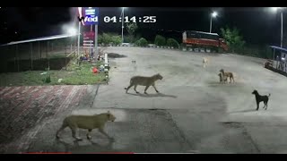 Dog vs lion Fight  Scariest Animal Encounters Caught on Camera [upl. by Toiboid782]