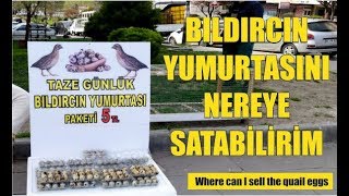 BILDIRCIN YUMURTASINI NEREYE SATABİLİRİM [upl. by Winn]