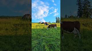 An Evening Walk On The Farm In Amriswil Switzerland [upl. by Flossy]