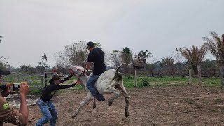 PRIMEIRA MONTARIA NO MEU NELORE Deu ruim saiu pulando feio [upl. by Idhem428]