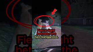 fierce fight between the two kangaroos short kangaroo fighting midnight entertainment [upl. by Yretsym]