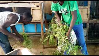 Moringa Feed for Rabbits amp Grasscutter [upl. by Melc306]