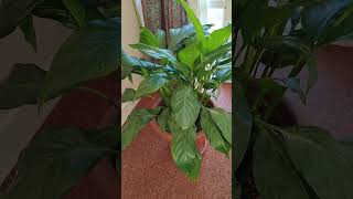 Beautiful Indoor Plants  Peace Lily  beautiful nature flowers shorts [upl. by Dori]